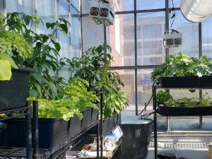 Aquaponics